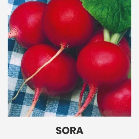 RIDIKĖLIAI VALGOMIEJI SORA