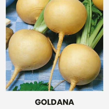 ROPĖS GOLDANA