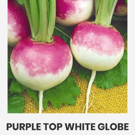 ROPĖS PURPLE TOP WHITE GLOBE