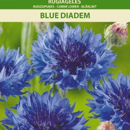 RUGIAGĖLĖS BLUE DIADEM