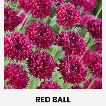RUGIAGĖLĖS RED BALL