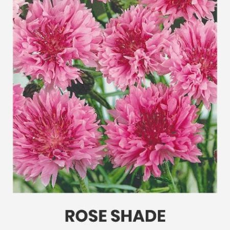 RUGIAGĖLĖS ROSE SHADE