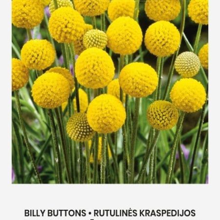 RUTULINĖS KRASPEDIJOS