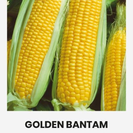 SALDIEJI KUKURŪZAI GOLDEN BANTAM