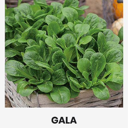 SALOTINĖS SULTENĖS GALA