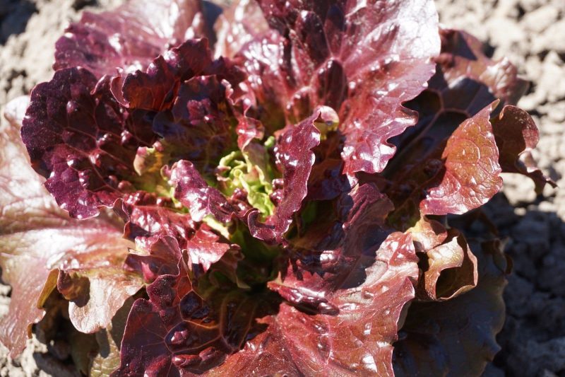 SALOTOS SĖJAMOSIOS FLORINRED - Image 2