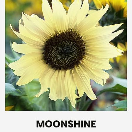 SAULĖGRĄŽOS DEKORATYVINĖS MOONSHINE