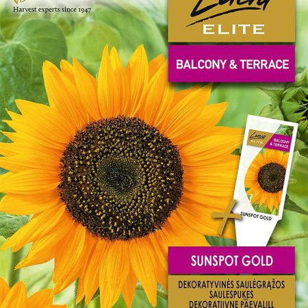 SAULĖGRĄŽOS DEKORATYVINĖS SUNSPOT GOLD