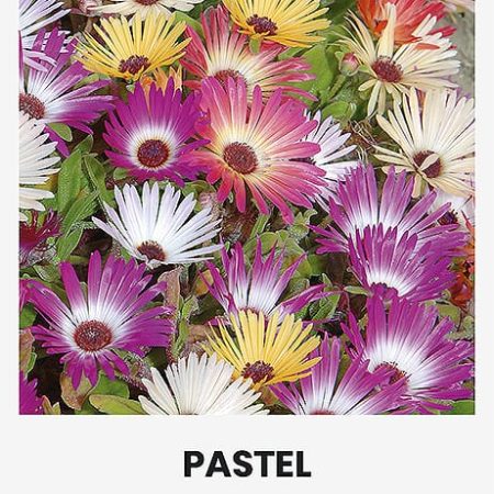 SAULUTINĖS DARATĖLĖS PASTEL