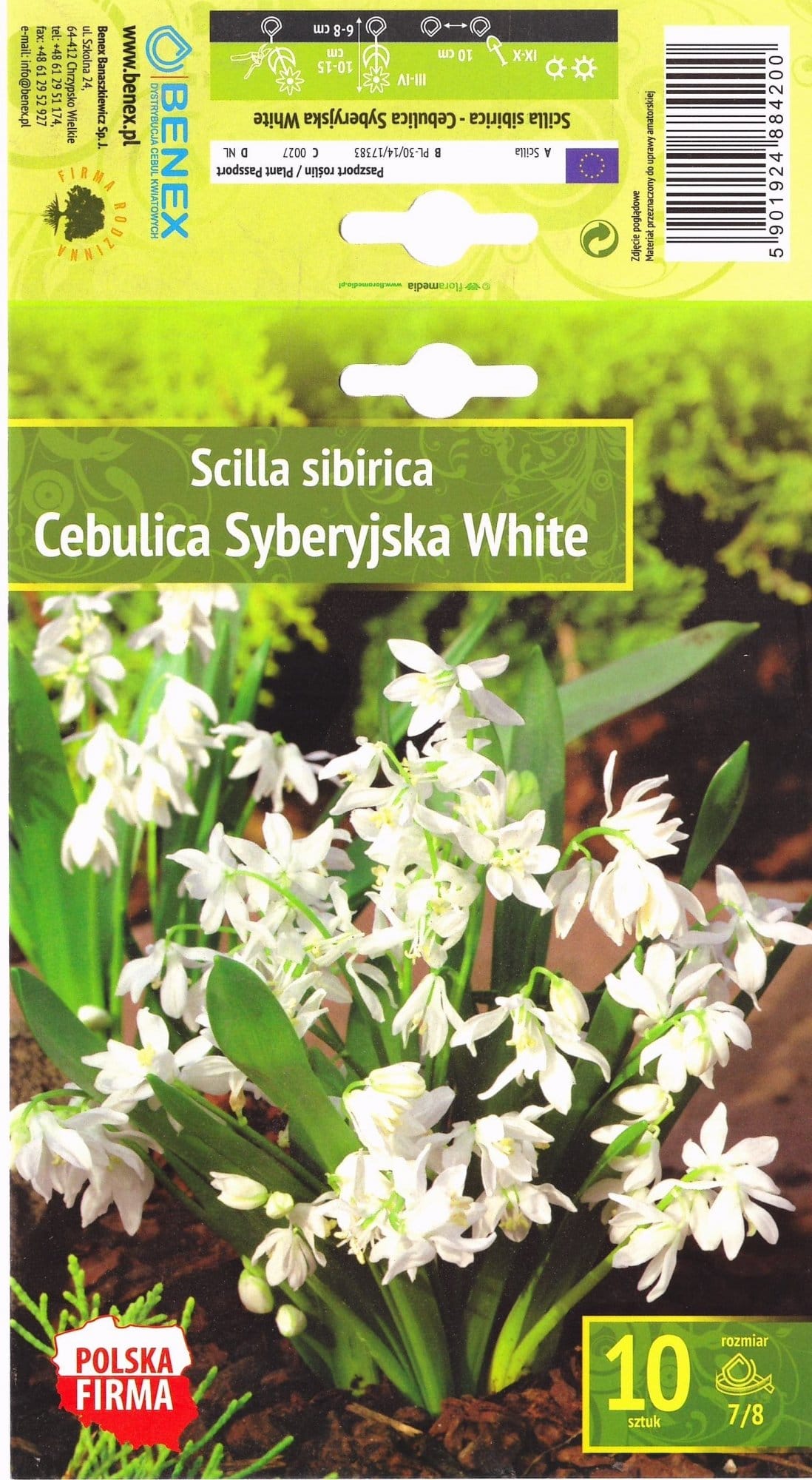 SCYLĖS SIBIRINĖS SIBERICA WHITE