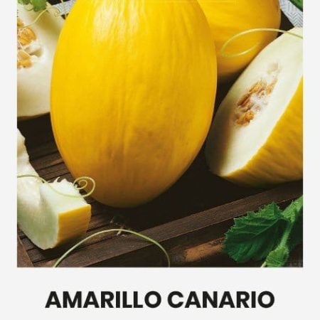 SĖJAMIEJI MELIONAI AMARILLO CANARIO