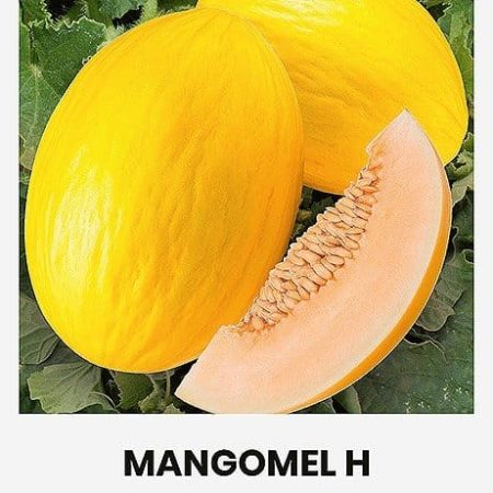 SĖJAMIEJI MELIONAI MANGOMEL H
