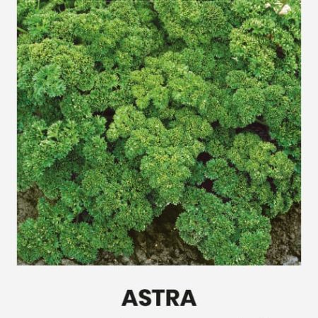 SĖJAMOSIOS PETRAŽOLĖS ASTRA