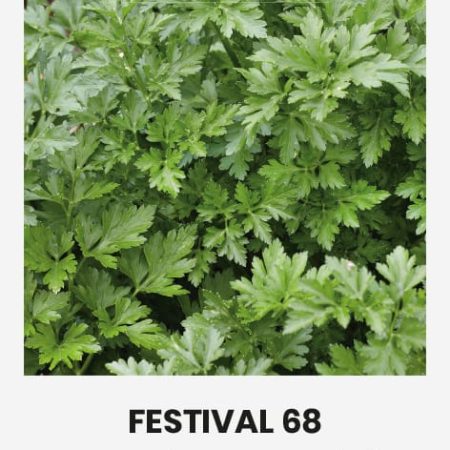 SĖJAMOSIOS PETRAŽOLĖS FESTIVAL 68