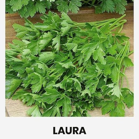 SĖJAMOSIOS PETRAŽOLĖS LAURA