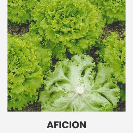 SĖJAMOSIOS SALOTOS AFICION