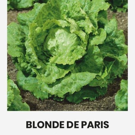 SĖJAMOSIOS SALOTOS BLONDE DE PARIS