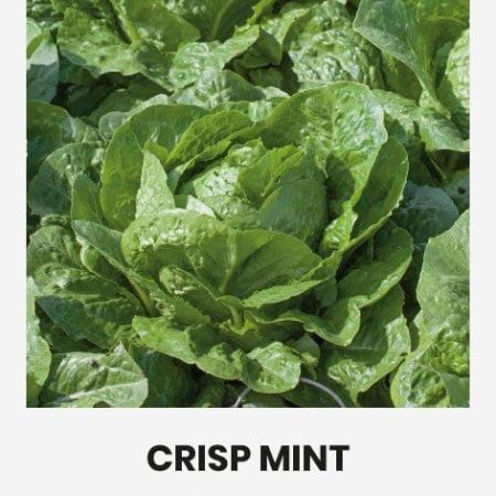 SĖJAMOSIOS SALOTOS CRISP MINT