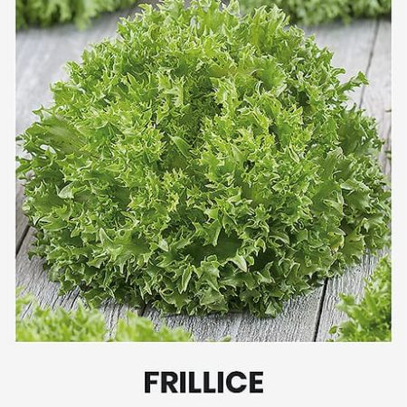 SĖJAMOSIOS SALOTOS FRILLICE