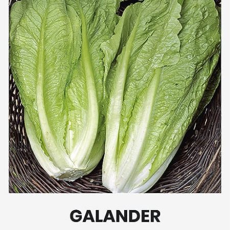 SĖJAMOSIOS SALOTOS GALANDER