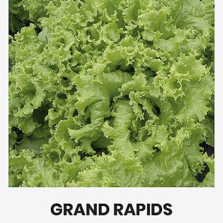 SĖJAMOSIOS SALOTOS GRAND RAPIDS