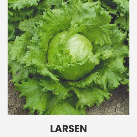 SĖJAMOSIOS SALOTOS LARSEN
