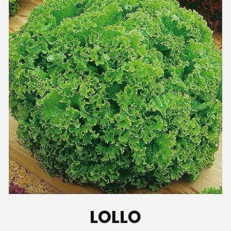 SĖJAMOSIOS SALOTOS LOLLO (BIONDA)