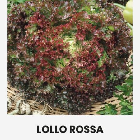SĖJAMOSIOS SALOTOS LOLLO ROSSA