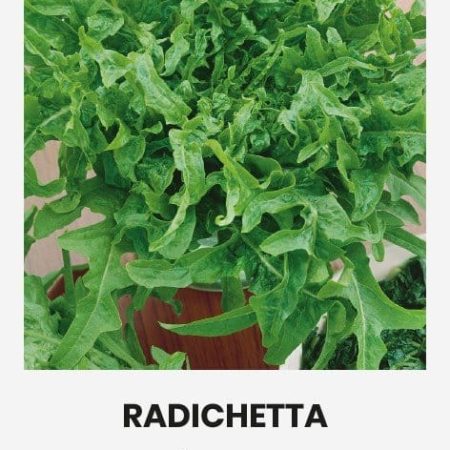 SĖJAMOSIOS SALOTOS RADICHETTA