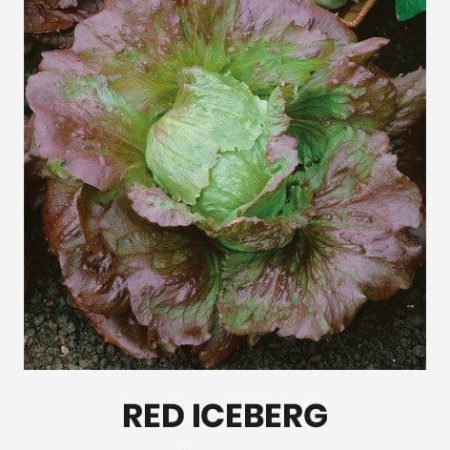 SĖJAMOSIOS SALOTOS RED ICEBERG