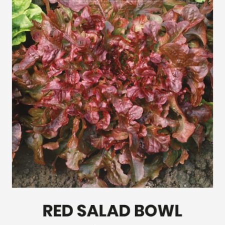 SĖJAMOSIOS SALOTOS RED SALAD BOWL