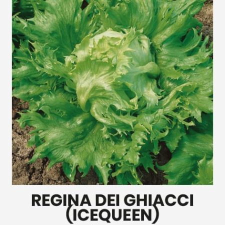 SĖJAMOSIOS SALOTOS REGINA DEI GHIACCI