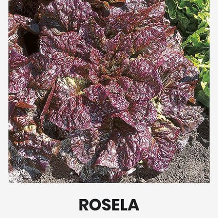 SĖJAMOSIOS SALOTOS ROSELA