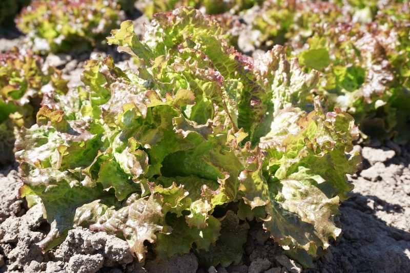 SĖJAMOSIOS SALOTOS ROUGE GRENOBLOISE - Image 2