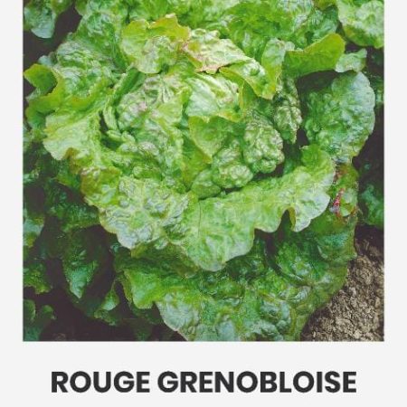 SĖJAMOSIOS SALOTOS ROUGE GRENOBLOISE
