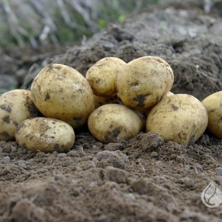 SĖKLINĖS BULVĖS ADORA 5KG