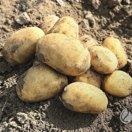 SĖKLINĖS BULVĖS EMANUELLE A 5KG