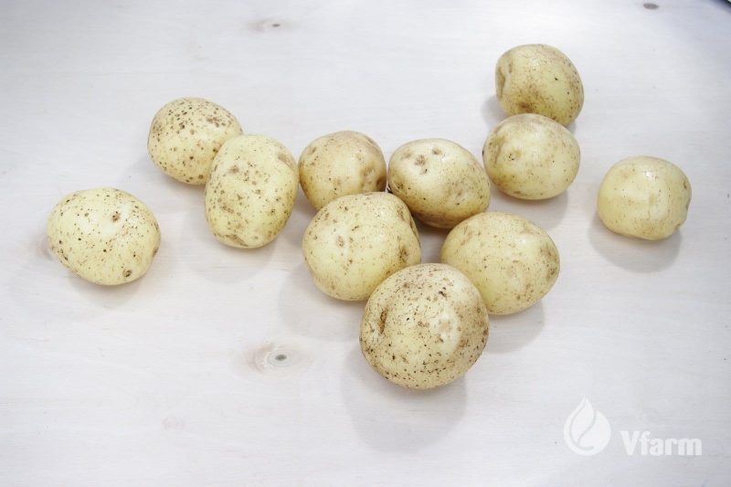 SĖKLINĖS BULVĖS VINETA A 5KG - Image 2