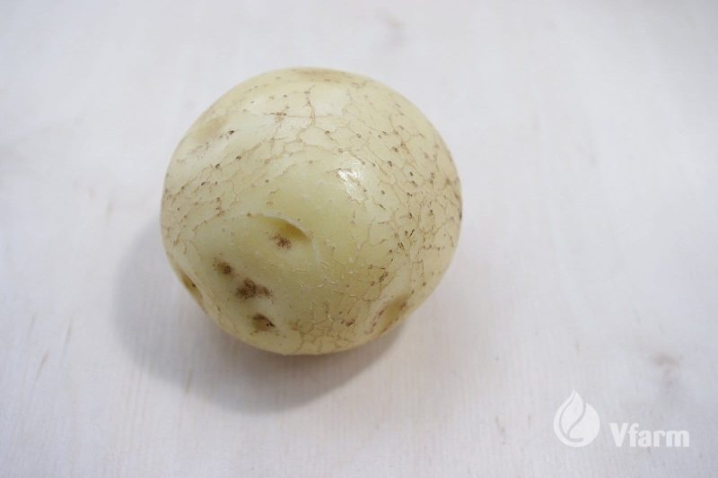 SĖKLINĖS BULVĖS VINETA A 5KG - Image 3