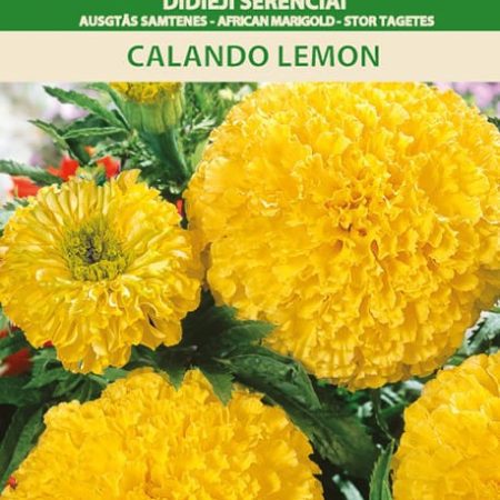 SERENČIAI DIDIEJI CALANDO LEMON