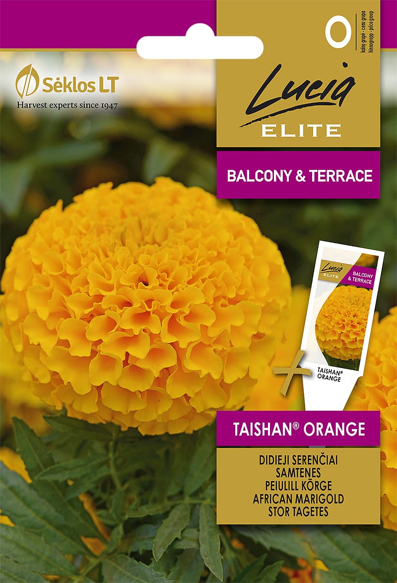 SERENČIAI DIDIEJI TAISHAN® ORANGE