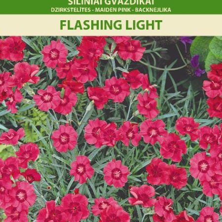 ŠILINIAI GVAZDIKAI FLASHING LIGHT