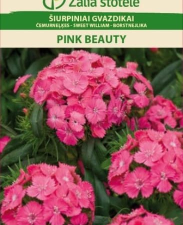 ŠIURPINIAI GVAZDIKAI PINK BEAUTY