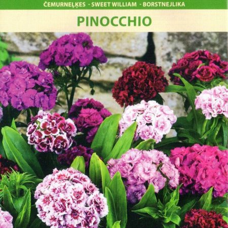 ŠIURPINIAI GVAZDIKAI PINOCCHIO