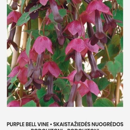 SKAISTAŽIEDĖS NUOGRĖDOS (RHODOCHITONAI PURPURINIAI)