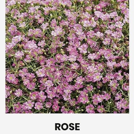 ŠLIAUŽIANČIOSIOS GUBOJOS ROSE