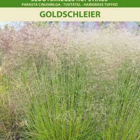 ŠLUOTSMILGĖS KUPSTINĖS GOLDSCHLEIER