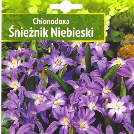 SNIEGŽYDRĖS FORBESII