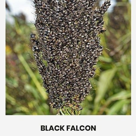 SORGAI DVISPALVIAI BLACK FALCON