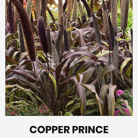 SORUOLĖS VARPOTOSIOS COPPER PRINCE H